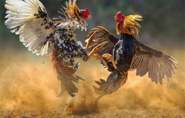 Đá Gà SBOBET: Trải Nghiệm Cá Cược Đỉnh Cao Với Trận Đấu Kịch Tính